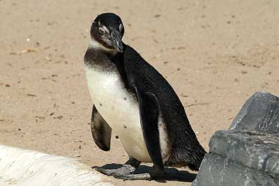 Aachener Zoo Aachener-Zoo-Pinguin-001